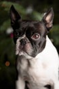 Boston Terrier Portrait with Christmas Tree Royalty Free Stock Photo