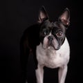 Boston Terrier Portrait Royalty Free Stock Photo