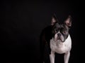 Boston Terrier Portrait Royalty Free Stock Photo