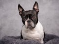 Boston Terrier Portrait Royalty Free Stock Photo