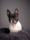 Boston Terrier Portrait Royalty Free Stock Photo