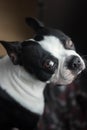 Boston Terrier portrait looking to the camera Royalty Free Stock Photo