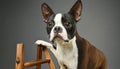 Boston Terrier Portrait in Professional Studio Setting Royalty Free Stock Photo