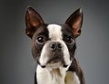 Boston Terrier Portrait in Professional Studio Setting Royalty Free Stock Photo