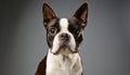 Boston Terrier Portrait in Professional Studio Setting Royalty Free Stock Photo