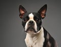 Boston Terrier Portrait in Professional Studio Setting Royalty Free Stock Photo
