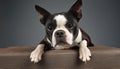 Boston Terrier Portrait in Professional Studio Setting Royalty Free Stock Photo