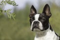 Boston Terrier - portrait of a proud dog