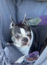 Boston Terrier portrait Royalty Free Stock Photo