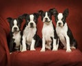 Boston Terrier Puppies Royalty Free Stock Photo