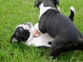 Boston Terrier puppies playing Royalty Free Stock Photo