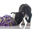 Boston terrier puppy Royalty Free Stock Photo