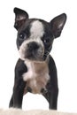Boston terrier puppy Royalty Free Stock Photo
