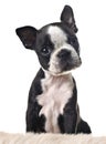 Boston terrier puppy Royalty Free Stock Photo