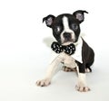 Boston Terrier Puppy Royalty Free Stock Photo