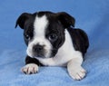 Boston terrier puppy