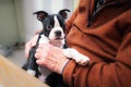 Boston Terrier puppy in the arms of a senior man. The puppy has her paw on his arm and she is holding her head up alert. They are Royalty Free Stock Photo