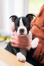 Boston Terrier puppy in the arms of a senior man. The puppy has her paw on his arm and she is holding her head up alert. Royalty Free Stock Photo