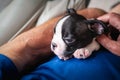 Boston Terrier puppy being held and cuddled. The arms of a senior man can be seen holding the little dog on a leather sofa Royalty Free Stock Photo