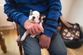 Boston Terrier puppy being held tenderly on the lap of a senior man who is sitting down. Royalty Free Stock Photo