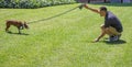 Boston terrier puppy being trained on a leash in a park