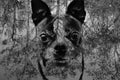 Boston Terrier Puppy Black and White Digital Art Print, Royalty Free Stock Photos Royalty Free Stock Photo