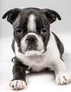 Boston Terrier Puppy