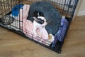 Boston Terrier puppy in a cage, crate with the door open. Her bed and blanket, plus toys and bowls can be see in the cage
