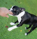 Boston Terrier puppy chewing or biting the finger of the person she is playing with due to the fact she is teething. Royalty Free Stock Photo