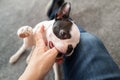 Boston Terrier puppy chewing or biting the thumb of the person she is playing with due to the fact she is teething Royalty Free Stock Photo