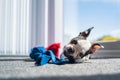 Boston Terrier puppy dog with a distinctive shape of ears lying on the floor in the sunshine from a window holding a soft toy