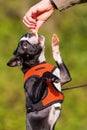 Boston Terrier puppy gets a treat from man`s hand Royalty Free Stock Photo