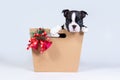 Boston Terrier puppy in a gift paper bag with a bouquet of Christmas trees, cones and bells Royalty Free Stock Photo