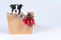 Boston Terrier puppy in a gift paper bag with a bouquet of Christmas trees, cones and bells Royalty Free Stock Photo