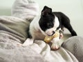 Boston Terrier puppy girl with her snack bone