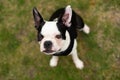 Boston Terrier puppy on grass outside, wearing a black harness, looking up