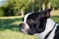 Boston Terrier Puppy Headshot Royalty Free Stock Photo