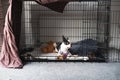 Boston Terrier puppy inside a large cage play pen. with the door open. It is partly covered with a brown soft sheet.