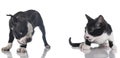 Boston terrier puppy and kitten Royalty Free Stock Photo