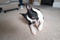 Boston Terrier puppy lying on the floor chewing a stick, looking up towards window light Royalty Free Stock Photo