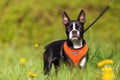 Boston Terrier puppy in the meadow Royalty Free Stock Photo