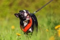 Boston Terrier puppy in the meadow Royalty Free Stock Photo