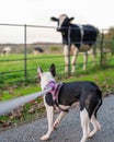 Boston Terrier puppy meeting a cow or young bullock. The dog is pulling on the harness and lead. The cattle are behind a fence