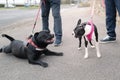 A Boston Terrier puppy meets a Staffordshire bull terrier dog who is lying down on a pavement smiling at her. Both dogs are Royalty Free Stock Photo