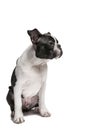 Boston Terrier, puppy 4 month old, standing in front of white background, looking far ahead