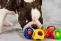 Boston terrier puppy play