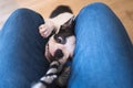 Boston Terrier puppy pulling and chewing on a rope toy between the legs of a person sitting on a chair Royalty Free Stock Photo