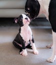 Boston Terrier puppy sitting on the floor being kissed by an older Boston Terrier who is standing up