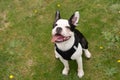 Boston Terrier puppy sitting on grass looking up smiling with her tongue out hanging to one side. She is wearing a harness Royalty Free Stock Photo