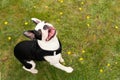 Boston Terrier puppy sitting on grass looking up smiling with her tongue out. She is wearing a harness. There is copy space Royalty Free Stock Photo